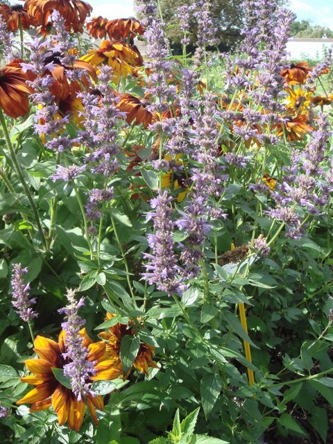 Agastache x 'Serpentine'
